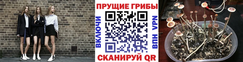 Псилоцибиновые грибы Psilocybe mega ONION Тында